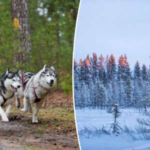 köpa skog