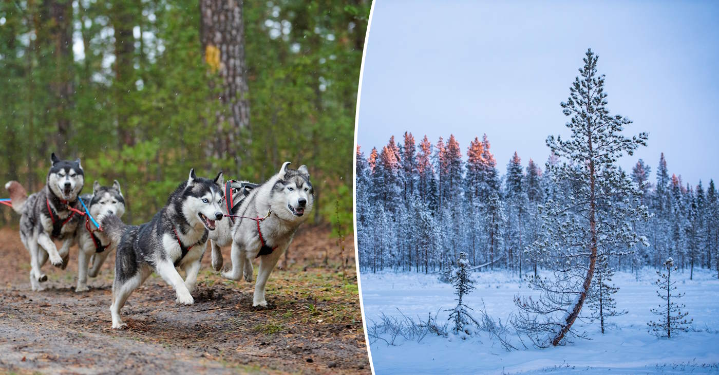 köpa skog