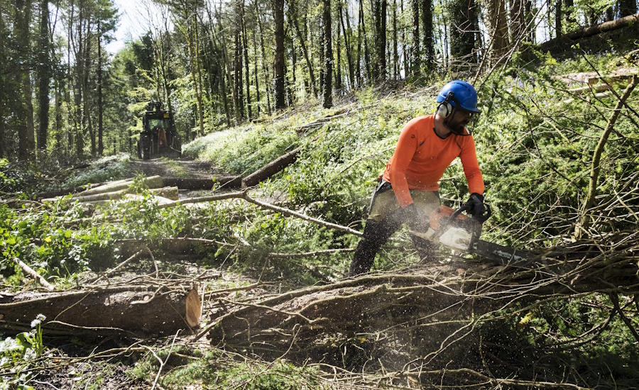 att röja och i allmänhet hålla skogen i fint skick är i många fall en förutsättning för dig som skogsägare