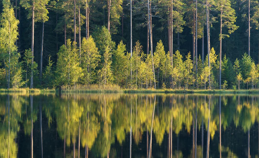 i Sverige finns det kortfattat två olika sorters skogar den ena är produktionsskog där man avverkar träden medan den andra hör till att bevara naturvärdena vilket kan röra sig om ett officiellt skydd eller för dig som skogsägare att bestämma kring